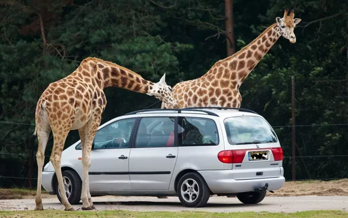 Autós szafari Szada - zsiráfok egy autó körül