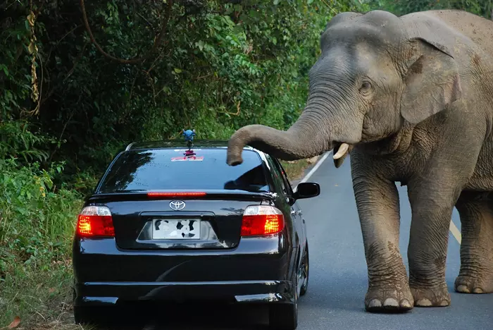 Autós szafari Szada - Ázsiai elefánt egy autó körül