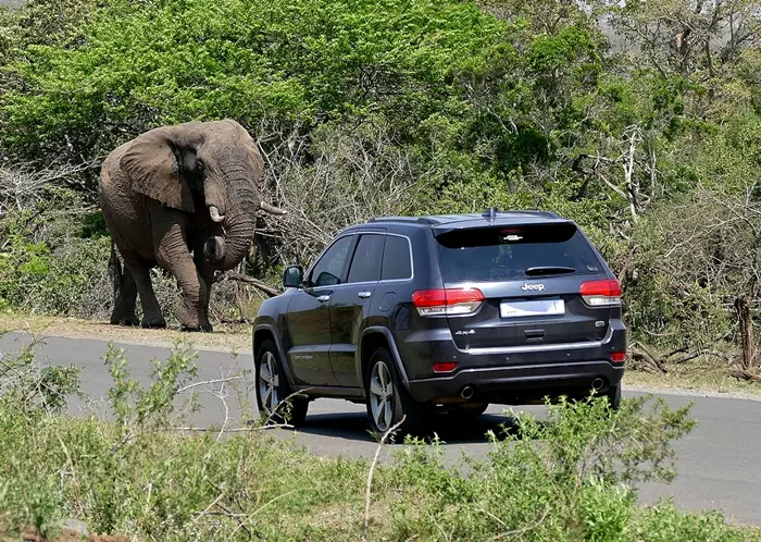 Autós szafari Szada - Afrikai elefánt egy autó körül